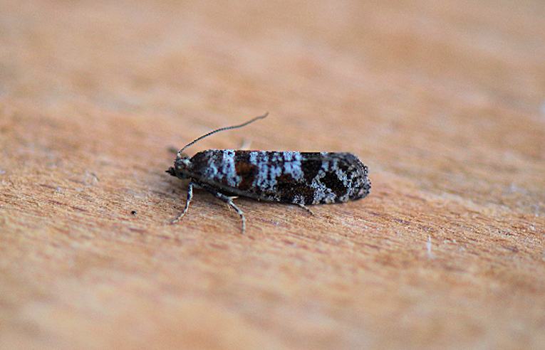 Rhyacionia pinivorana